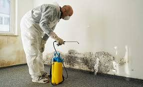 Best Mold Prevention Services in USA