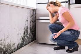 Best Emergency Mold Remediation in USA